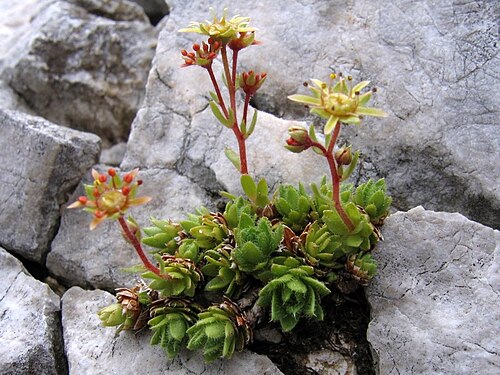 Saxifraga hohenwartii: Hohenwartov kamnokreč na Stolu.