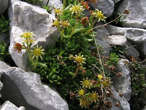 Saxifraga hohenwartii: Hohenwartov kamnokreč na Stolu.
