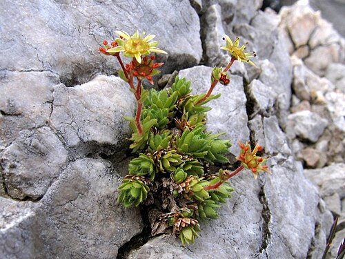 Saxifraga hohenwartii: Hohenwartov kamnokreč na Stolu.