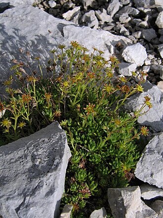 Saxifraga hohenwartii: Hohenwartov kamnokreč na Stolu.