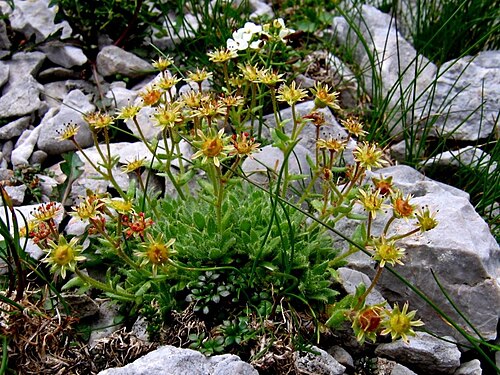 Saxifraga hohenwartii: Hohenwartov kamnokreč na Stolu.
