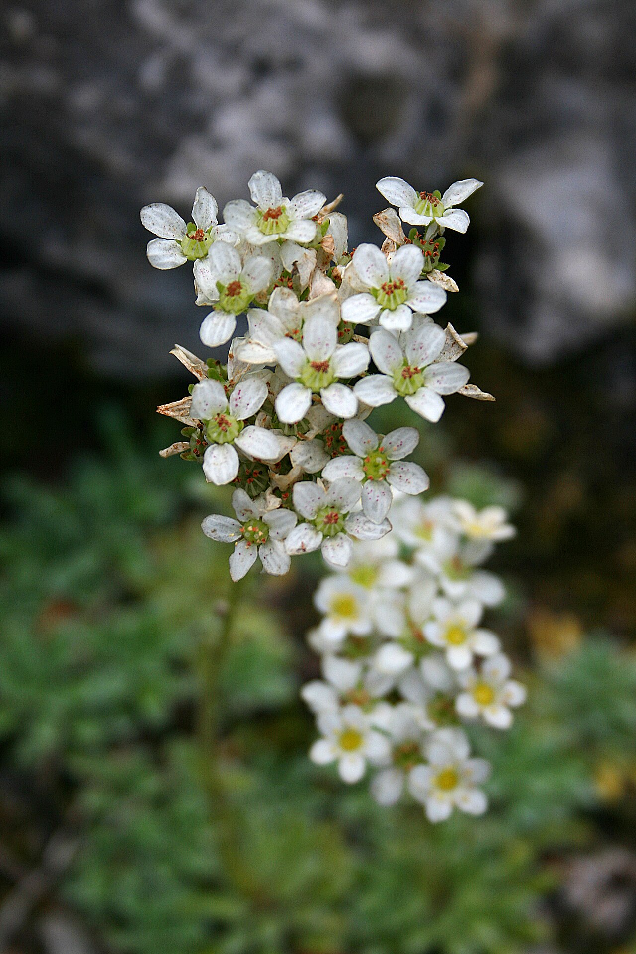 Saxifraga hostii: Saxifraga hostii ssp. Rhaetica Français : Saxifrage de Alpes rhétiques - Jardin botanique alpin La Jaÿsinia à Samoëns ( France ).