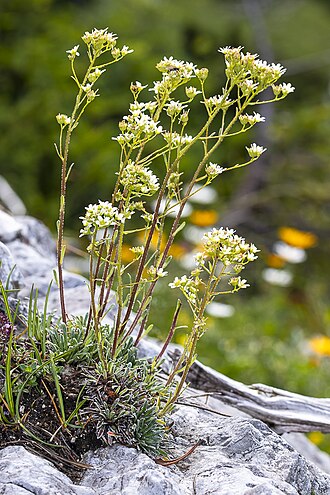 Saxifraga hostii: Taxonym: Saxifraga hostii Location: Triglav mountain, Julian Alps, Slovenia- subalpine zone Habitat: Subalpine zone, on calcareous rocks