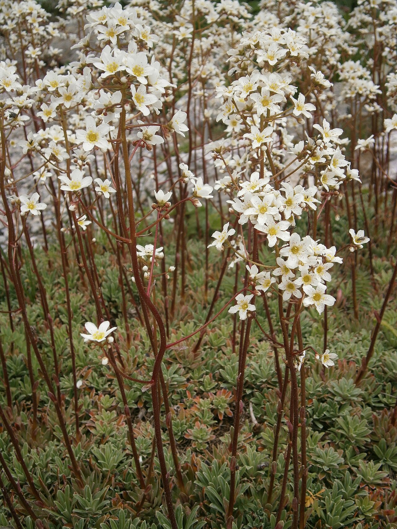 Saxifraga hostii: Saxifraga hostii in the Jardin Botanique Alpin du Lautaret