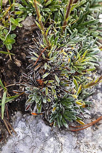 Saxifraga hostii: Taxonym: Saxifraga hostii Location: Triglav mountain, Julian Alps, Slovenia- subalpine zone Habitat: Subalpine zone, on calcareous rocks