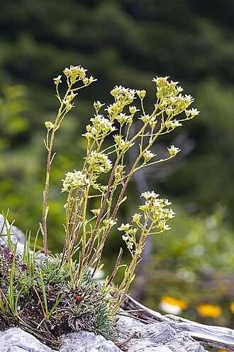 Saxifraga hostii: Taxonym: Saxifraga hostii Location: Triglav mountain, Julian Alps, Slovenia- subalpine zone Habitat: Subalpine zone, on calcareous rocks