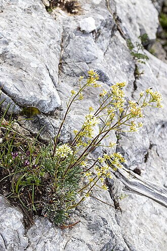 Saxifraga hostii: Taxonym: Saxifraga hostii Location: Triglav mountain, Julian Alps, Slovenia- subalpine zone Habitat: Subalpine zone, on calcareous rocks