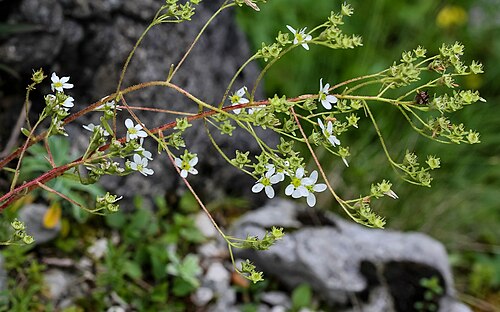 Saxifraga hostii: Slowenien , Julische Alpen : Botanischer Garten Alpinum Juliana in Trenta : Host-Steinbrech