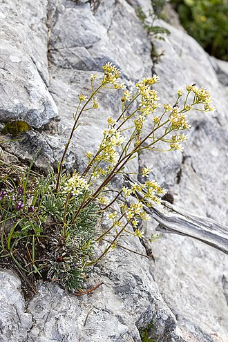 Saxifraga hostii: Taxonym: Saxifraga hostii Location: Triglav mountain, Julian Alps, Slovenia- subalpine zone Habitat: Subalpine zone, on calcareous rocks