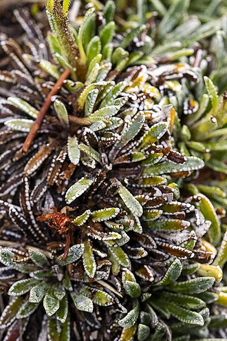 Saxifraga hostii: Taxonym: Saxifraga hostii Location: Triglav mountain, Julian Alps, Slovenia- subalpine zone Habitat: Subalpine zone, on calcareous rocks