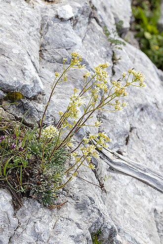 Saxifraga hostii: Taxonym: Saxifraga hostii Location: Triglav mountain, Julian Alps, Slovenia- subalpine zone Habitat: Subalpine zone, on calcareous rocks