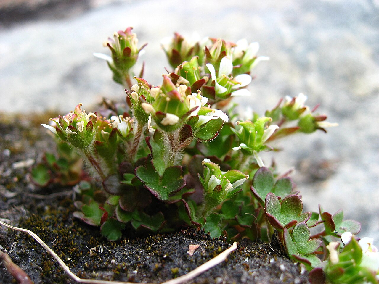 Pygmy saxifrage: Solitary individual of Pygmy Saxifrage ( Saxifraga hyperborea ) near Upernavik , Greenland .