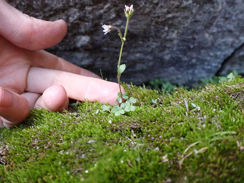 Pygmy saxifrage (Saxifraga hyperborea)