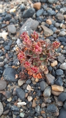 Pygmy saxifrage (Saxifraga hyperborea)