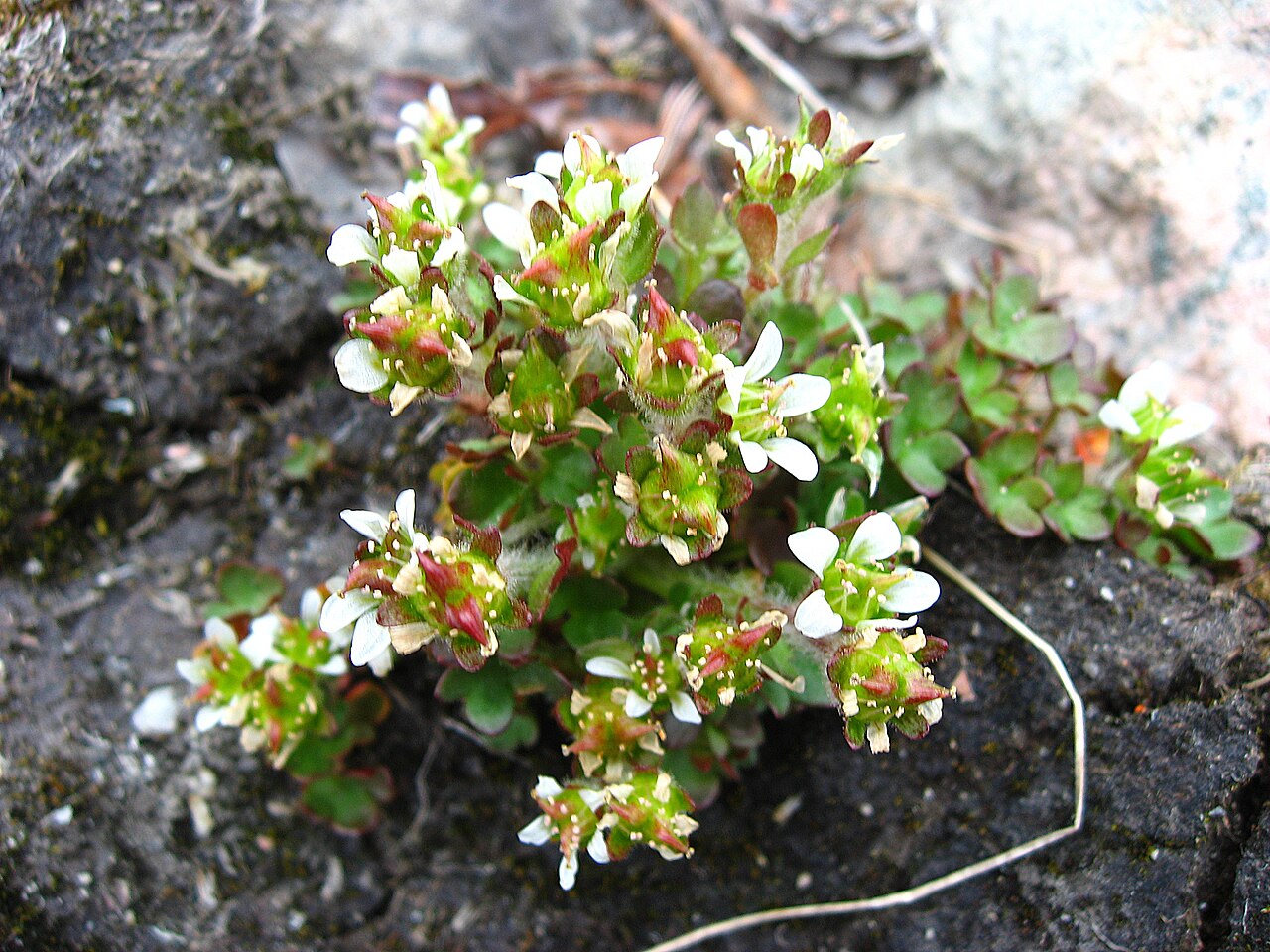 Pygmy saxifrage: Solitary individual of Pygmy Saxifrage ( Saxifraga hyperborea ) near Upernavik , Greenland .