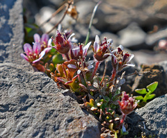Pygmy saxifrage (Saxifraga hyperborea)