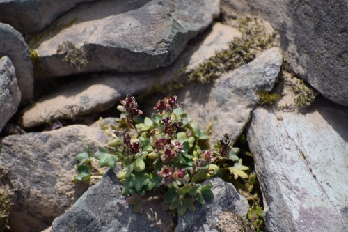 Pygmy saxifrage (Saxifraga hyperborea)