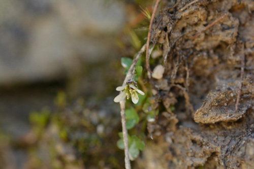 Pygmy saxifrage (Saxifraga hyperborea)
