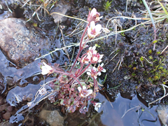 Pygmy saxifrage (Saxifraga hyperborea)