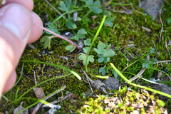 Pygmy saxifrage (Saxifraga hyperborea)