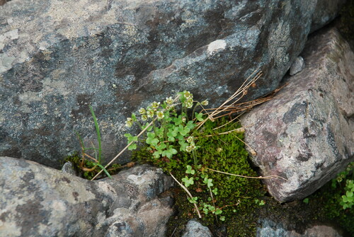 Pygmy saxifrage (Saxifraga hyperborea)
