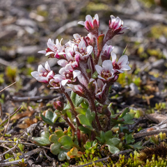 Pygmy saxifrage (Saxifraga hyperborea)