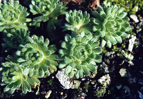 Saxifraga intricata: Saxifraga intricata