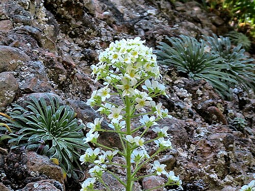 Saxifraga longifolia: Saxifraga longifolia . In Mola de Lord (Solsonès - Catalunya). To 1.075 m. altitude