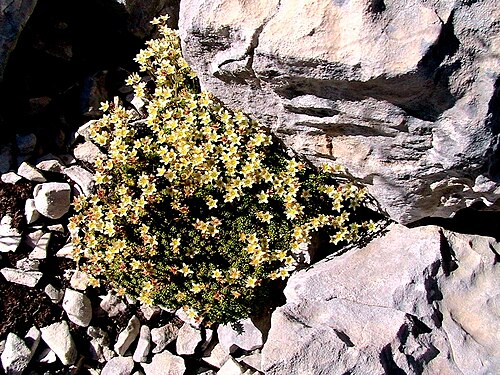 Mossy saxifrage: Saxifraga moschata . In la Bòfia, Fígols i Alinyà (Alt Urgell - Catalunya). To 2.290 m. altitude