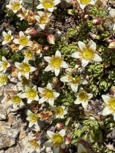 Mossy saxifrage (Saxifraga moschata)
