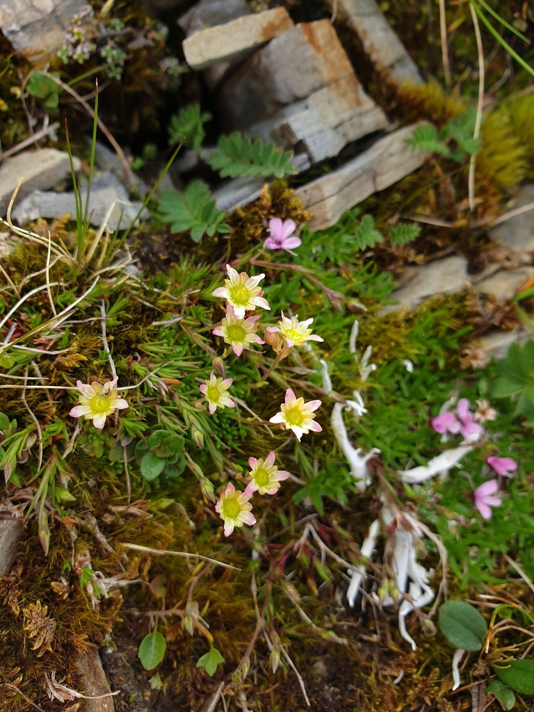Mossy saxifrage (Saxifraga moschata)