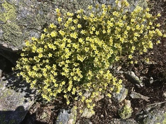 Mossy saxifrage (Saxifraga moschata)