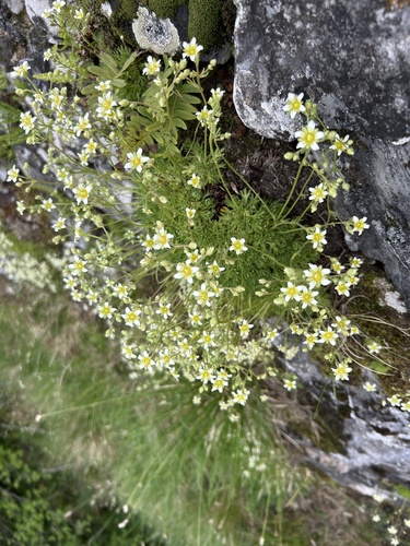 Mossy saxifrage (Saxifraga moschata)