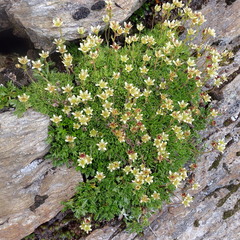 Mossy saxifrage (Saxifraga moschata)