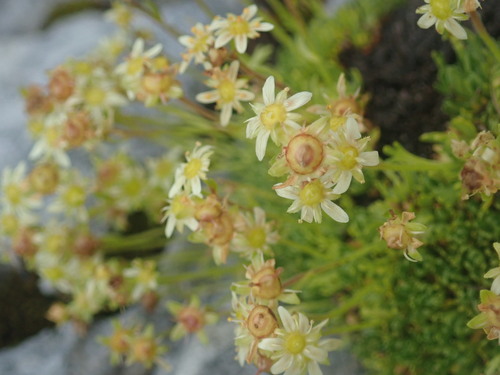Mossy saxifrage (Saxifraga moschata)