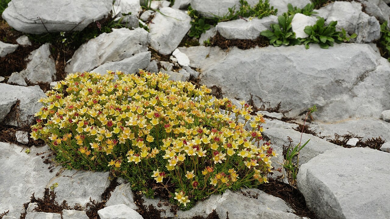 Mossy saxifrage (Saxifraga moschata)