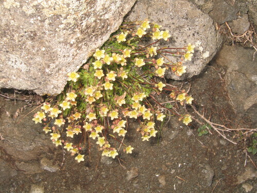 Mossy saxifrage (Saxifraga moschata)
