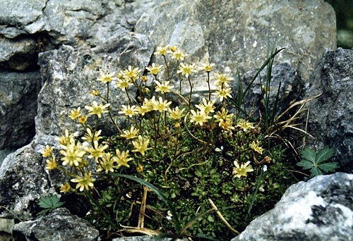 Mossy saxifrage: Saxifraga exarata subsp. moschata