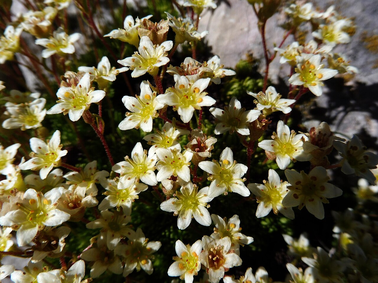 Mossy saxifrage: Saxifraga moschata . In la Bòfia, la Coma i la Pedra (Solsonès - Catalunya). To 2.320 m. altitude