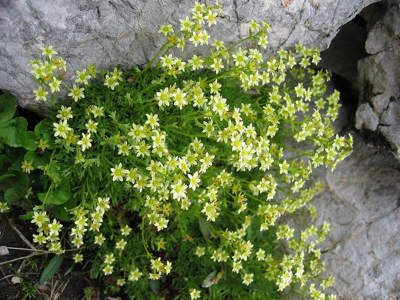 Mossy saxifrage: Saxifraga moschata , Dachstein, Upper Austria, Austria
