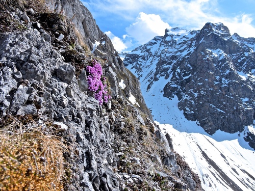 Purple mountain saxifrage