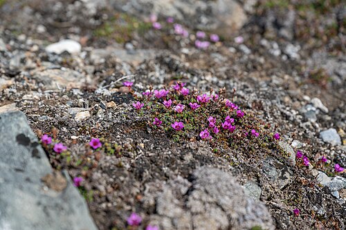 Purple mountain saxifrage: Gegenblättrigen Steinbrech, Liefdefjord, OTL04-25, Saxifraga oppositifolia, Woodfjord, Woodfjorden, purple mountain saxifrage, purple saxifrage
