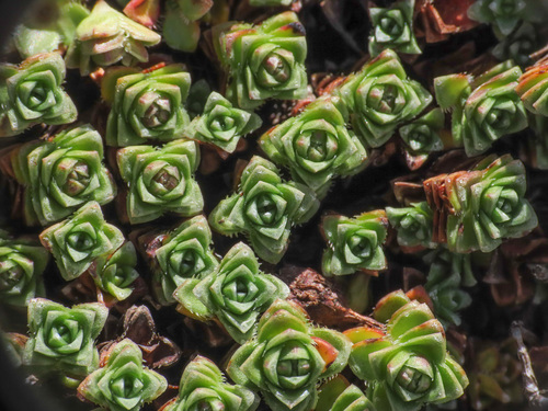 Purple mountain saxifrage (Saxifraga oppositifolia)