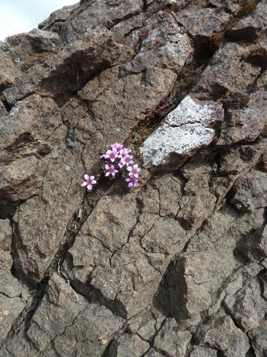 Purple mountain saxifrage (Saxifraga oppositifolia)