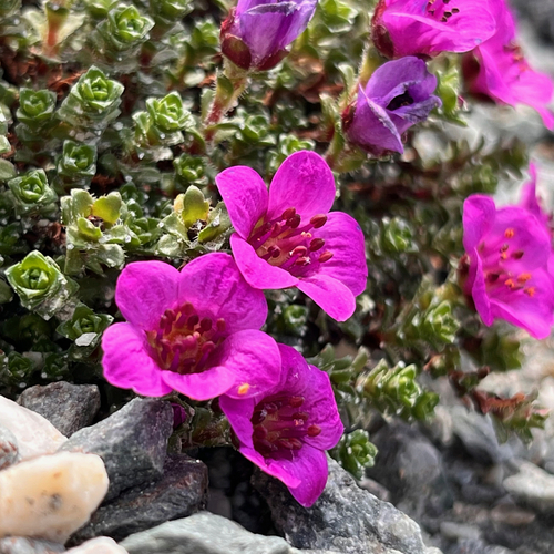 Purple mountain saxifrage (Saxifraga oppositifolia)