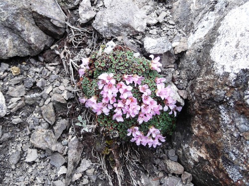 Purple mountain saxifrage (Saxifraga oppositifolia)