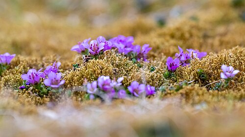 Purple mountain saxifrage: Gegenblättrige Steinbrech, OTL04-25, Saxifraga oppositifolia, purple mountain saxifrage, purple saxifrage