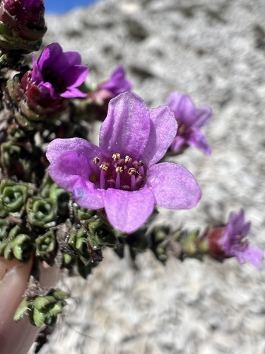 Purple mountain saxifrage (Saxifraga oppositifolia)