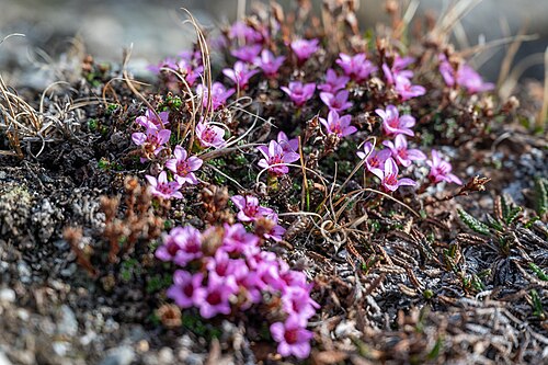 Purple mountain saxifrage: Gegenblättrigen Steinbrech, Liefdefjord, OTL04-25, Saxifraga oppositifolia, Woodfjord, Woodfjorden, purple mountain saxifrage, purple saxifrage
