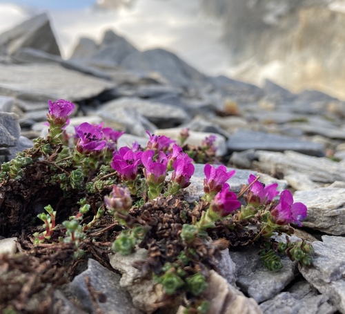 Purple mountain saxifrage (Saxifraga oppositifolia)